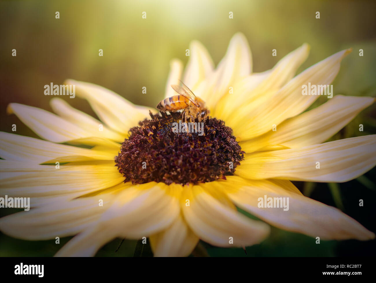 Abeille sur fleur lumineuse grand soleil en été Banque D'Images