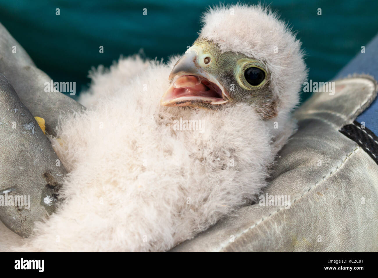 Les jeunes oisillons kestrel mignon petit capturées pour sonner Banque D'Images