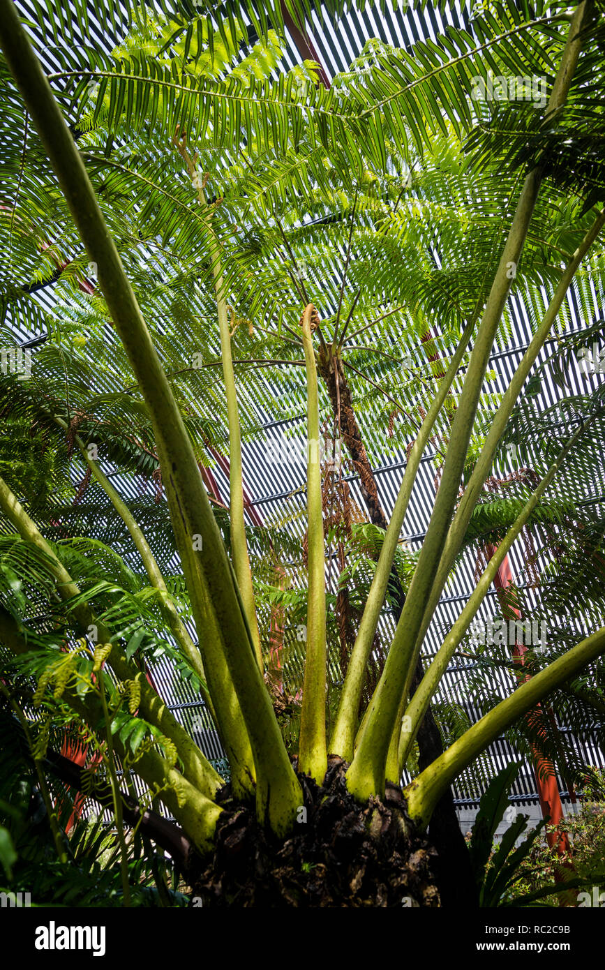 Angiopteris evecta, communément connue sous le nom de fougères géantes, Sydney Fernery glasshouse, Royal Botanic Gardens, Sydney, NSW, Australie Banque D'Images