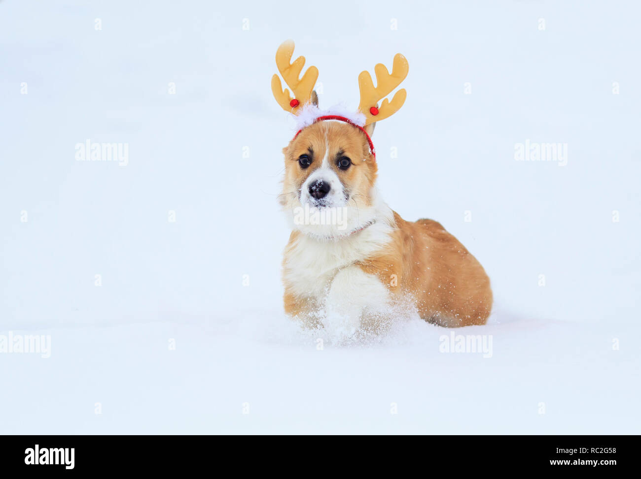 Drôle de petit chiot rouge d'un corgi chien marche dans la neige blanche dans un parc d'hiver doux de fête d'andouillers de Noël Banque D'Images