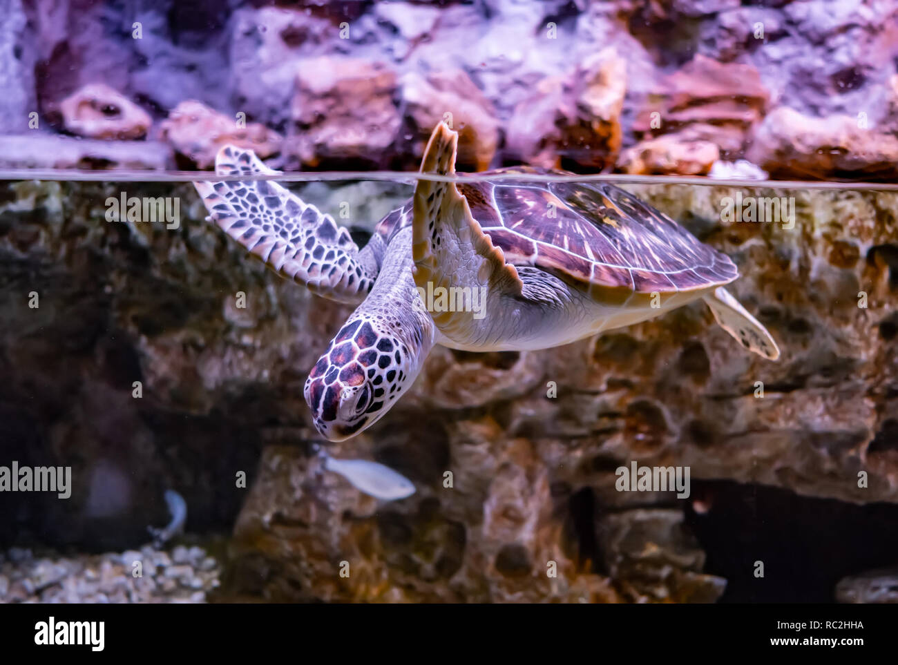 Tortue de mer nage sous l'eau Banque D'Images