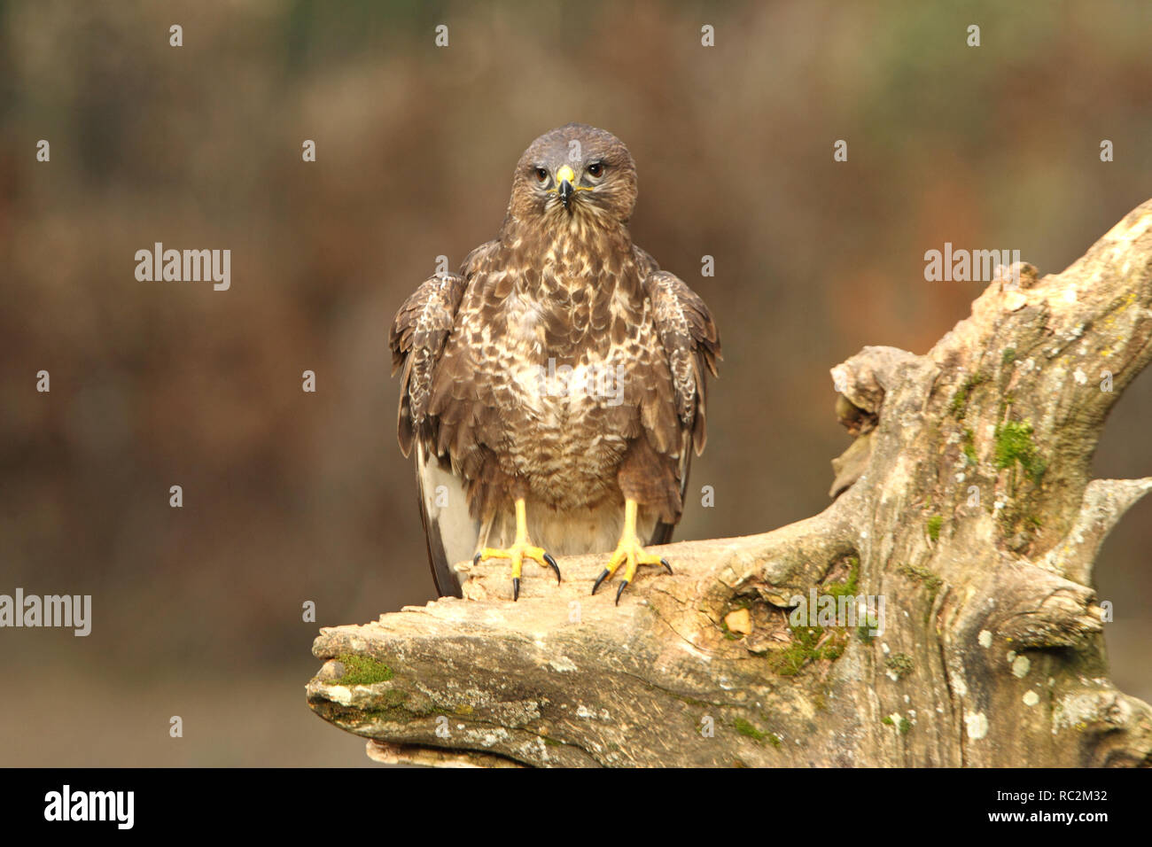 Buteo buteo Banque D'Images