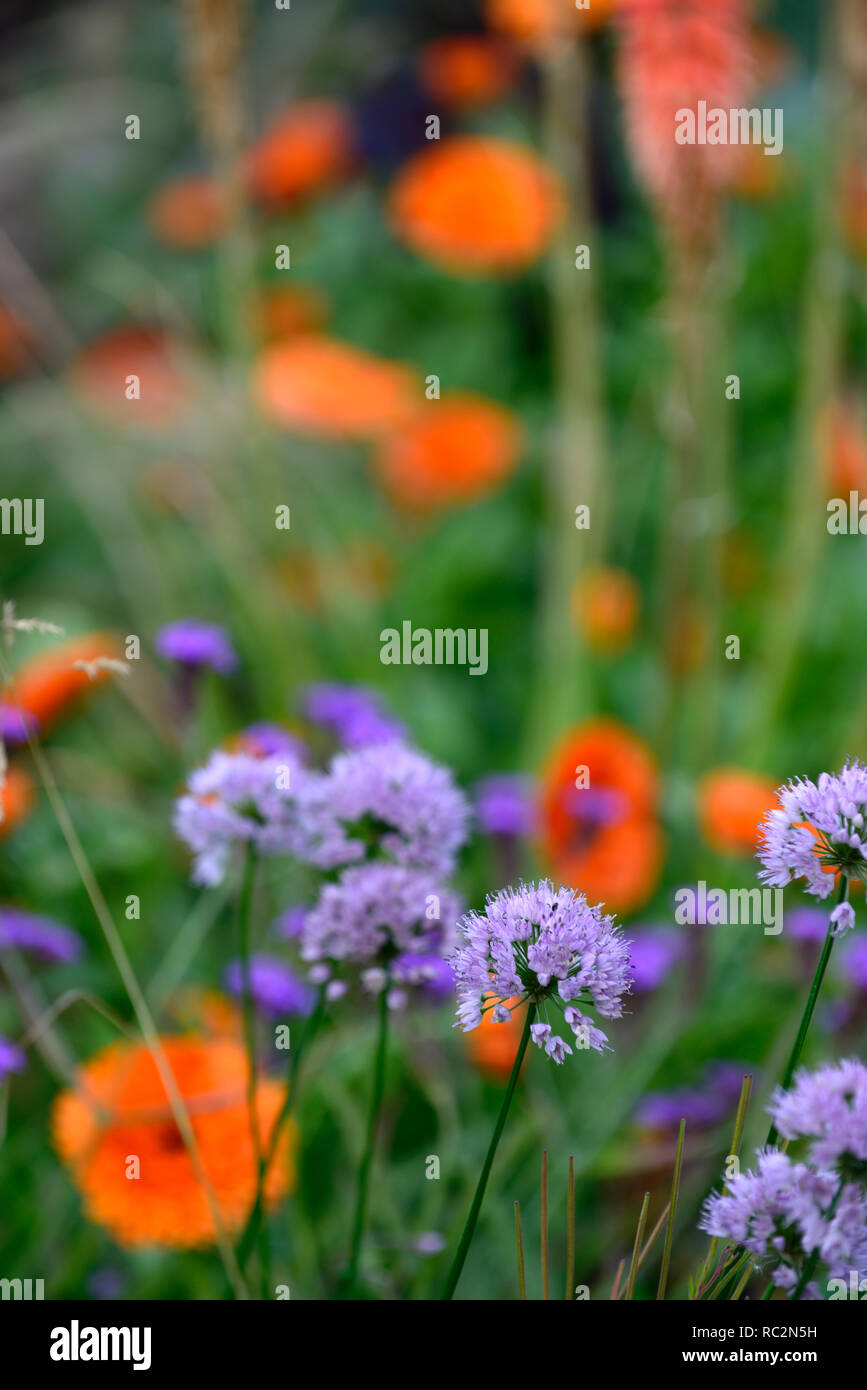 L'allium lusitanicum été beauté,syn Allium angulosum ,été beauté,oignon ornemental, violet, Geum Prinses Juliana, orange, lilas,flower,fleurs,combinat Banque D'Images