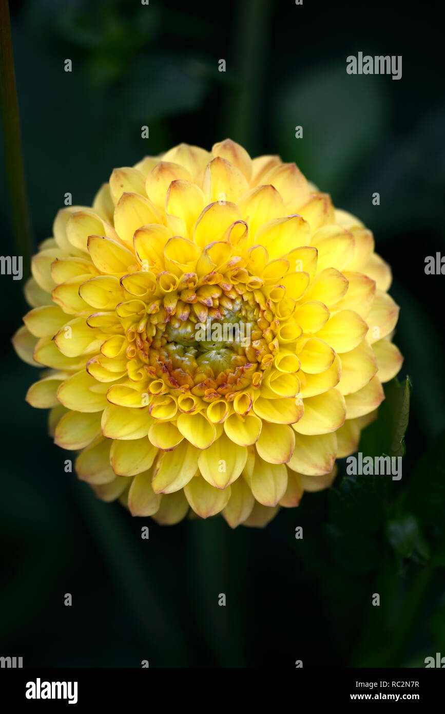 Dahlia dahlia Ball boy,ensoleillé,dahlias jaune à fleurs,fleurs,fleurs,Fleurs,RM Banque D'Images