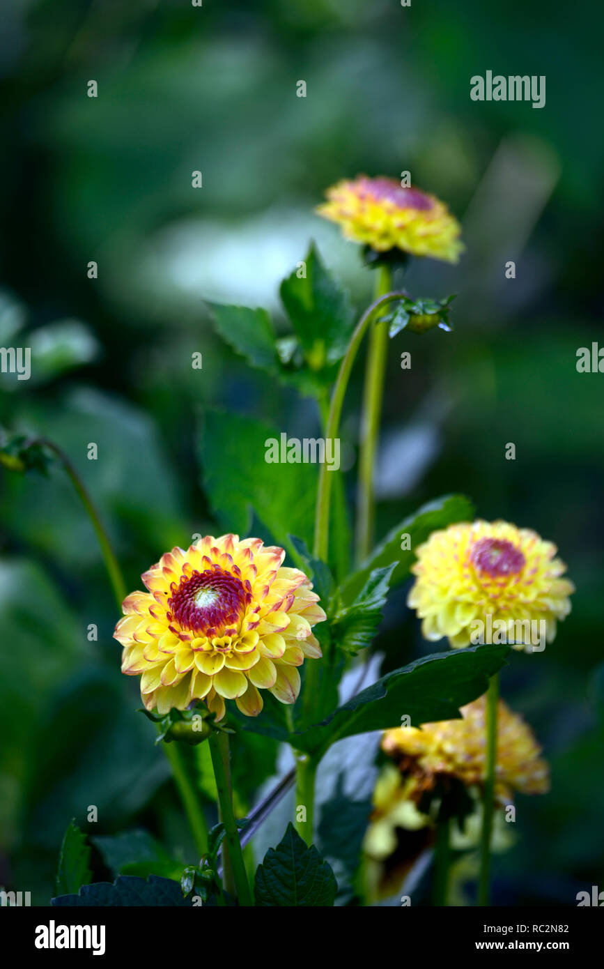 Dahlia dahlia Ball boy,ensoleillé,dahlias jaune à fleurs,fleurs,fleurs,Fleurs,RM Banque D'Images