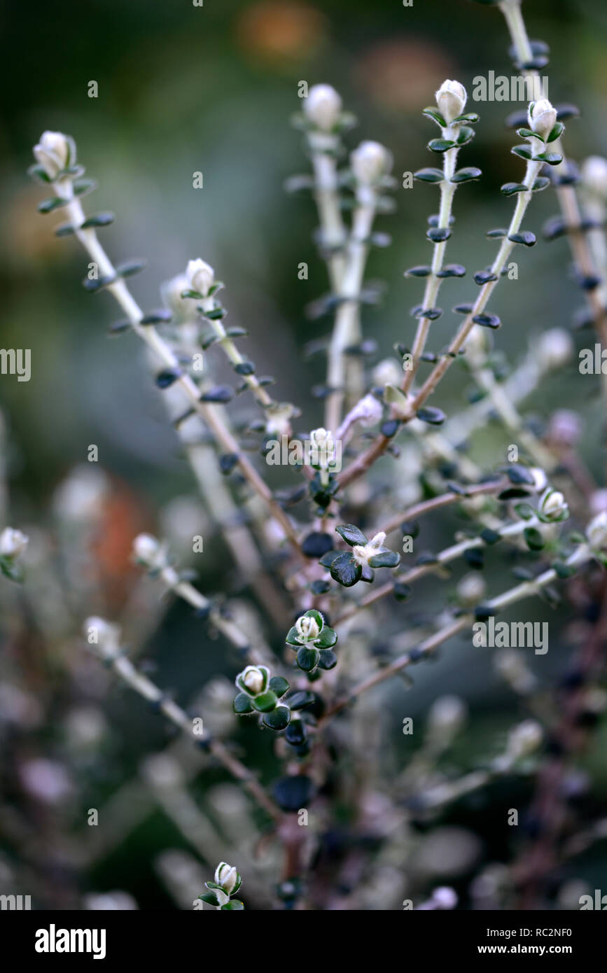 Pimelea drupacea,Cerisier,riceflower,feuilles vert feuillage arbuste,arbustes,jardin,Fleurs,RM Banque D'Images