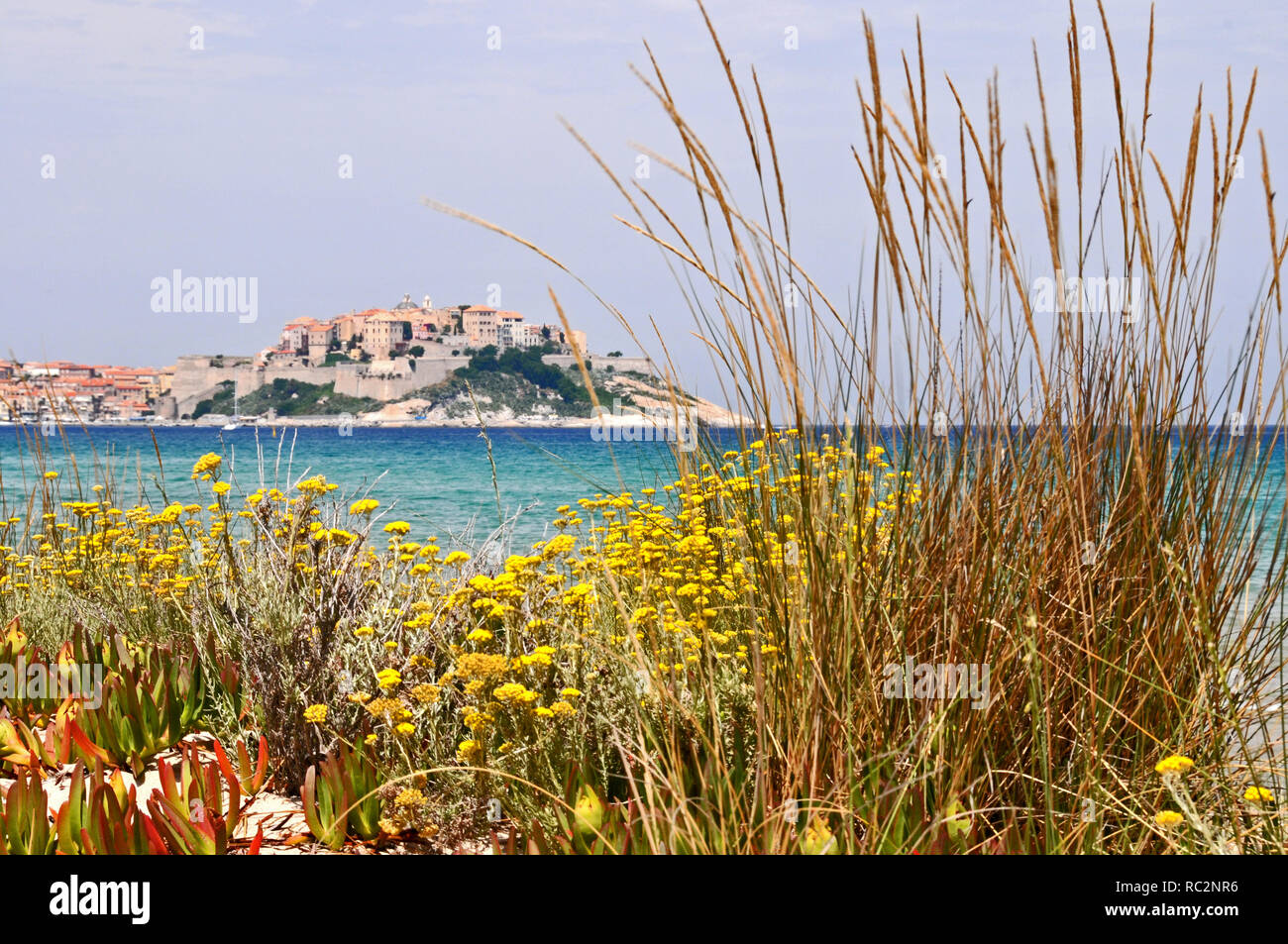 Autour de la Corse - une sélection de plantes qui poussent à l'état sauvage à l'arrière de la plage de Calvi Banque D'Images