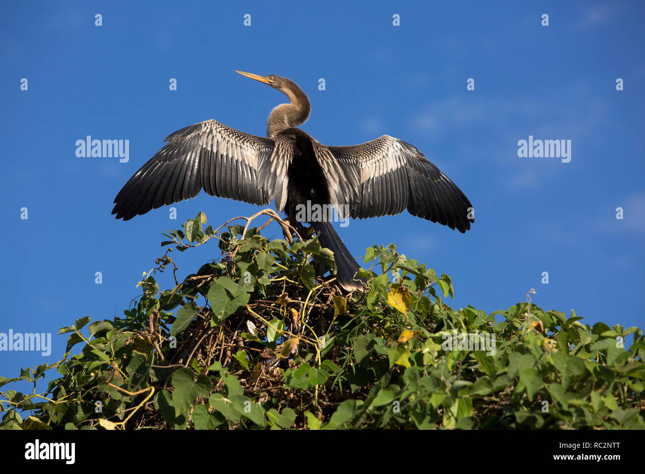 Anhinga ou vert sur le dessus des ailes de séchage d'un arbre en Pantanal de Mato Grosso, Brésil Banque D'Images