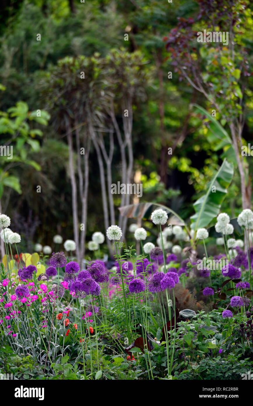 L'allium Purple Sensation,Allium Mount Everest,Lychnis coronaria Hills,sol,fleurs rose violet blanc,fleurs,mixte,association,lit,plant Banque D'Images