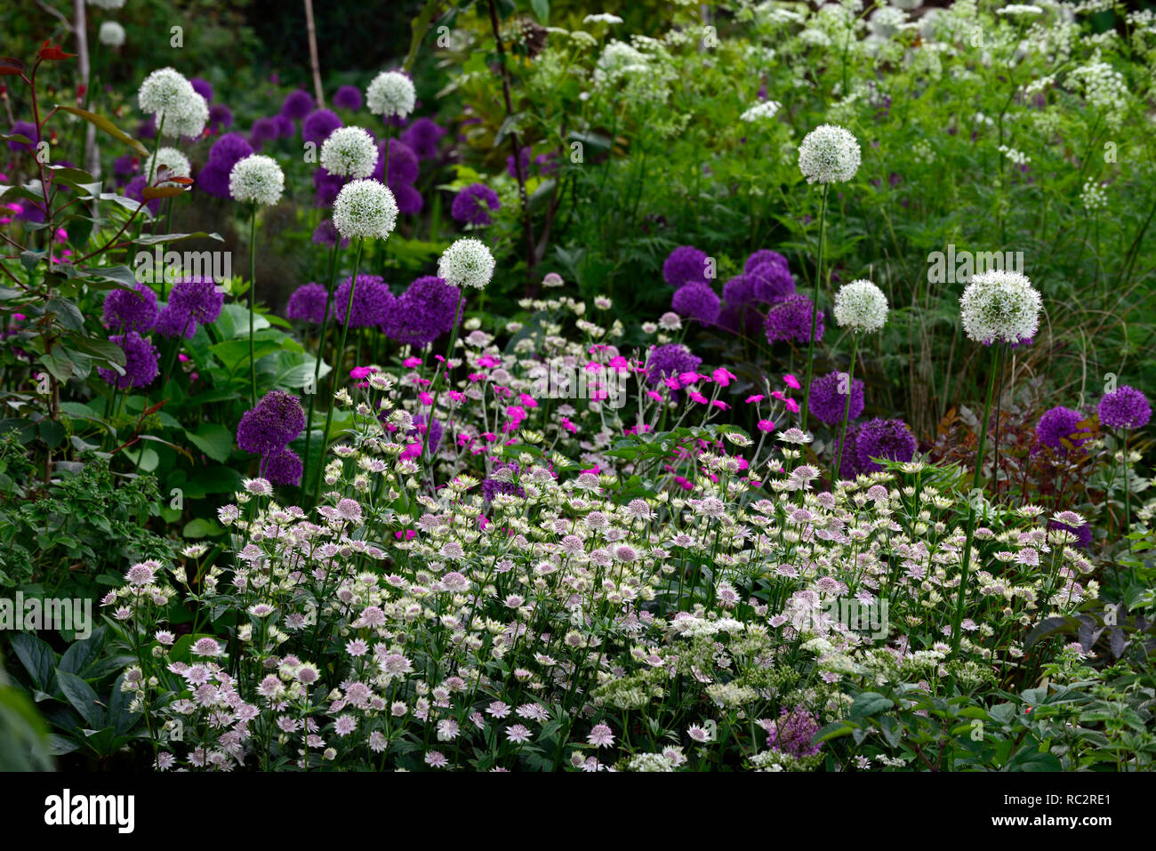 Astrantia Bo Ann,Allium Purple Sensation,Allium Mount Everest,Lychnis  coronaria Hills,sol,fleurs rose violet blanc,fleurs,combinaison mixte Photo  Stock - Alamy