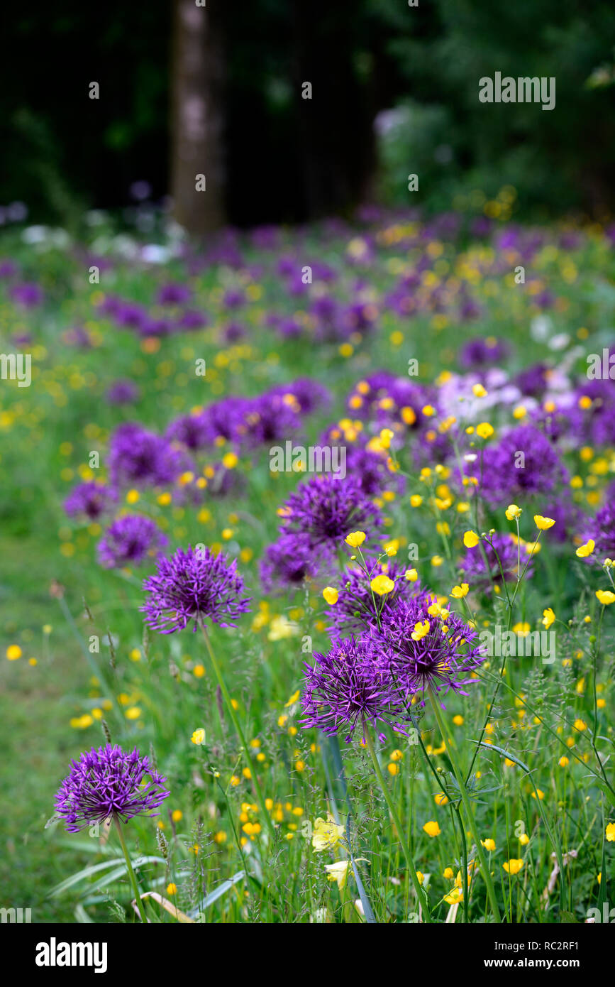 Allium purple rain Banque de photographies et d'images à haute résolution -  Alamy