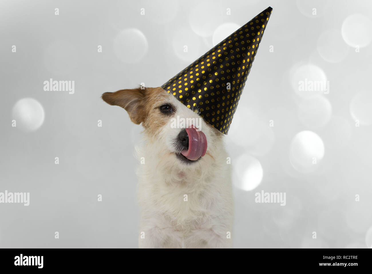 FUNNY DOG PARTY. JACK RUSSELL DE LÉCHER AVEC LA LANGUE ET PORTANT UN CHAPEAU à pois doré. SHOT isolé contre un arrière-plan gris. Banque D'Images FUNNY DOG PARTY. JACK RUSSELL DE LÉCHER AVEC LA LANGUE ET PORTANT UN CHAPEAU à pois doré. SHOT isolé contre un arrière-plan gris. Banque D'Images