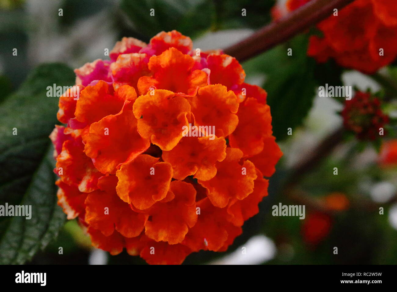 Flor roja. macro macro fleur rouge Banque D'Images