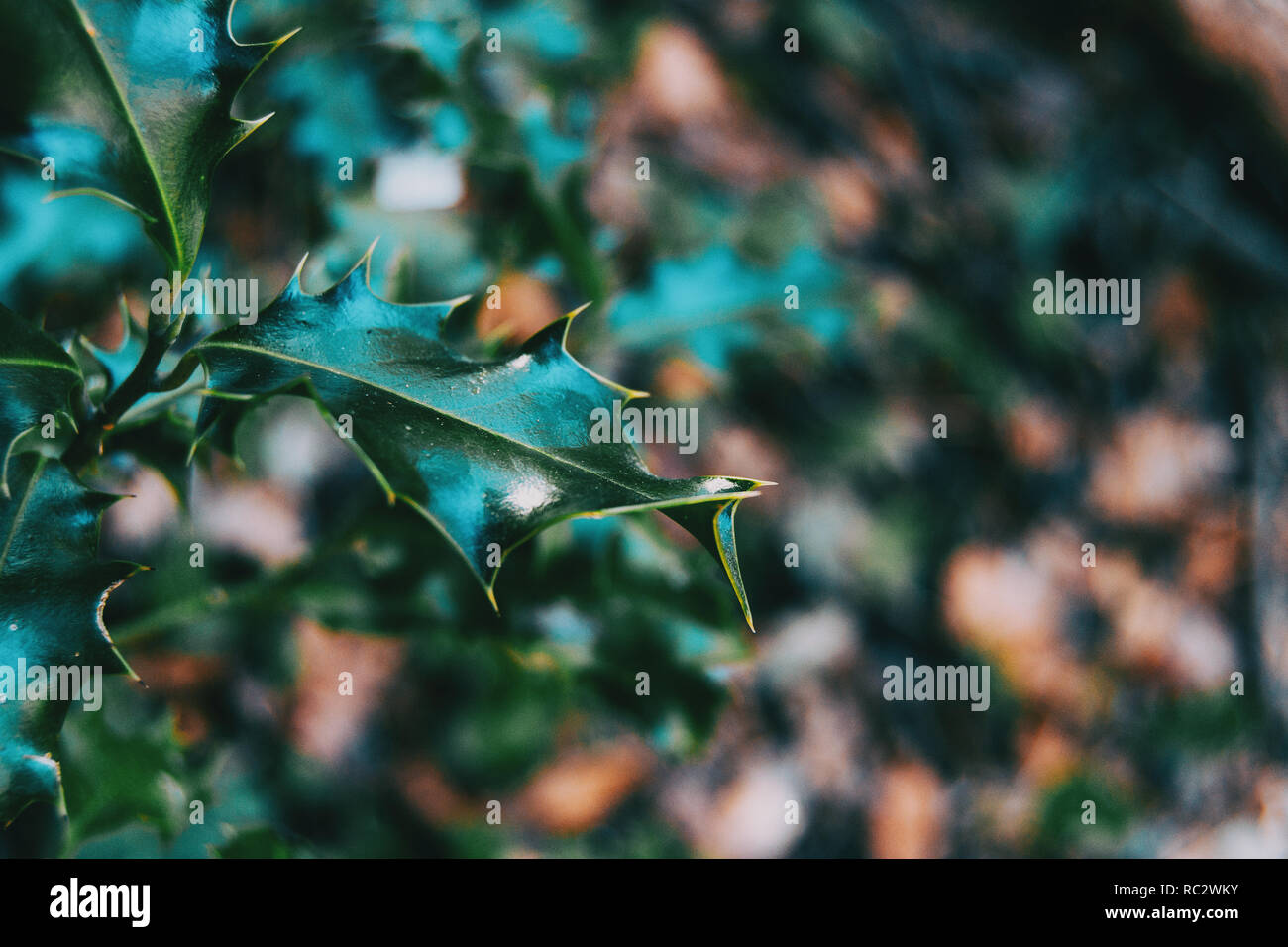 Close-up d'une feuille de plantes dans la nature Banque D'Images