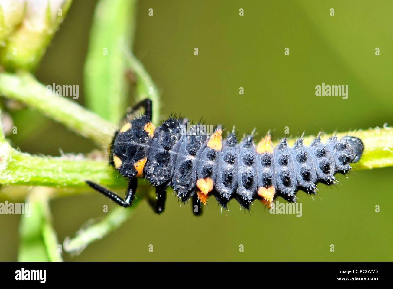 Regardant vers le bas sur une larve coccinelle asiatique dans certaines plantes. Ils sont des prédateurs voraces qui se nourrissent jusqu'à ce qu'ils font leur chrysalide. Banque D'Images