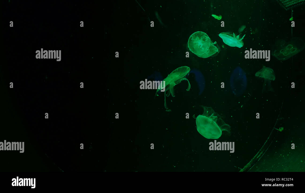 De nombreuses petites méduses nager sous l'eau lentement, feu vert Banque D'Images
