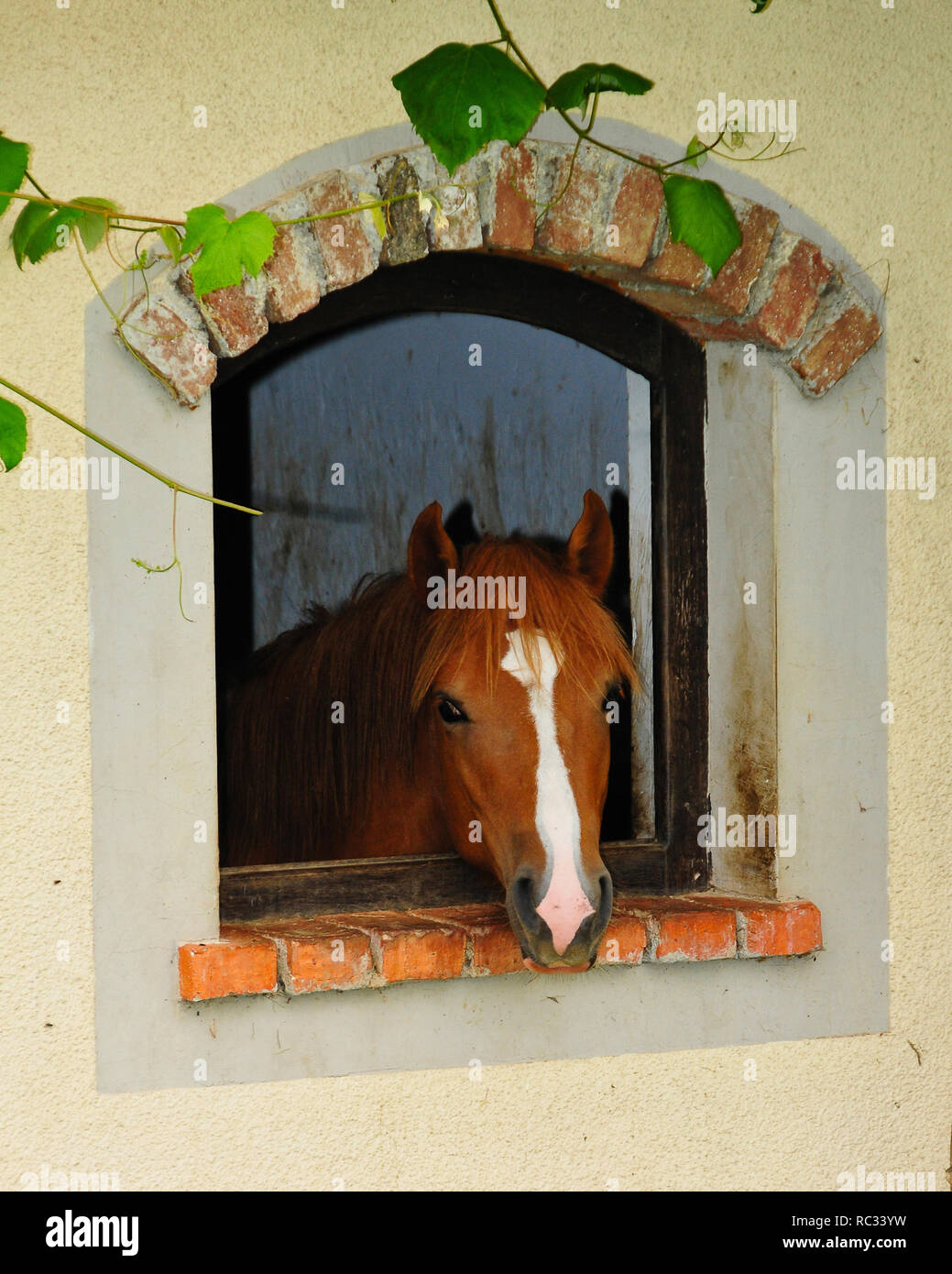 Cheval rouge et brun mignon à la fenêtre, grâce à la curiosité des animaux Banque D'Images