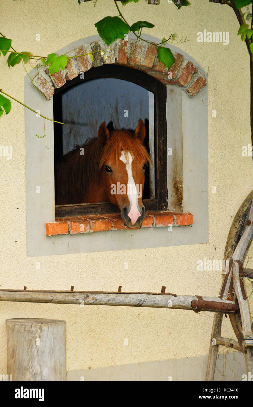 Cheval rouge et brun En regardant par la fenêtre en arc au niveau de l'exploitation, copyspace Banque D'Images