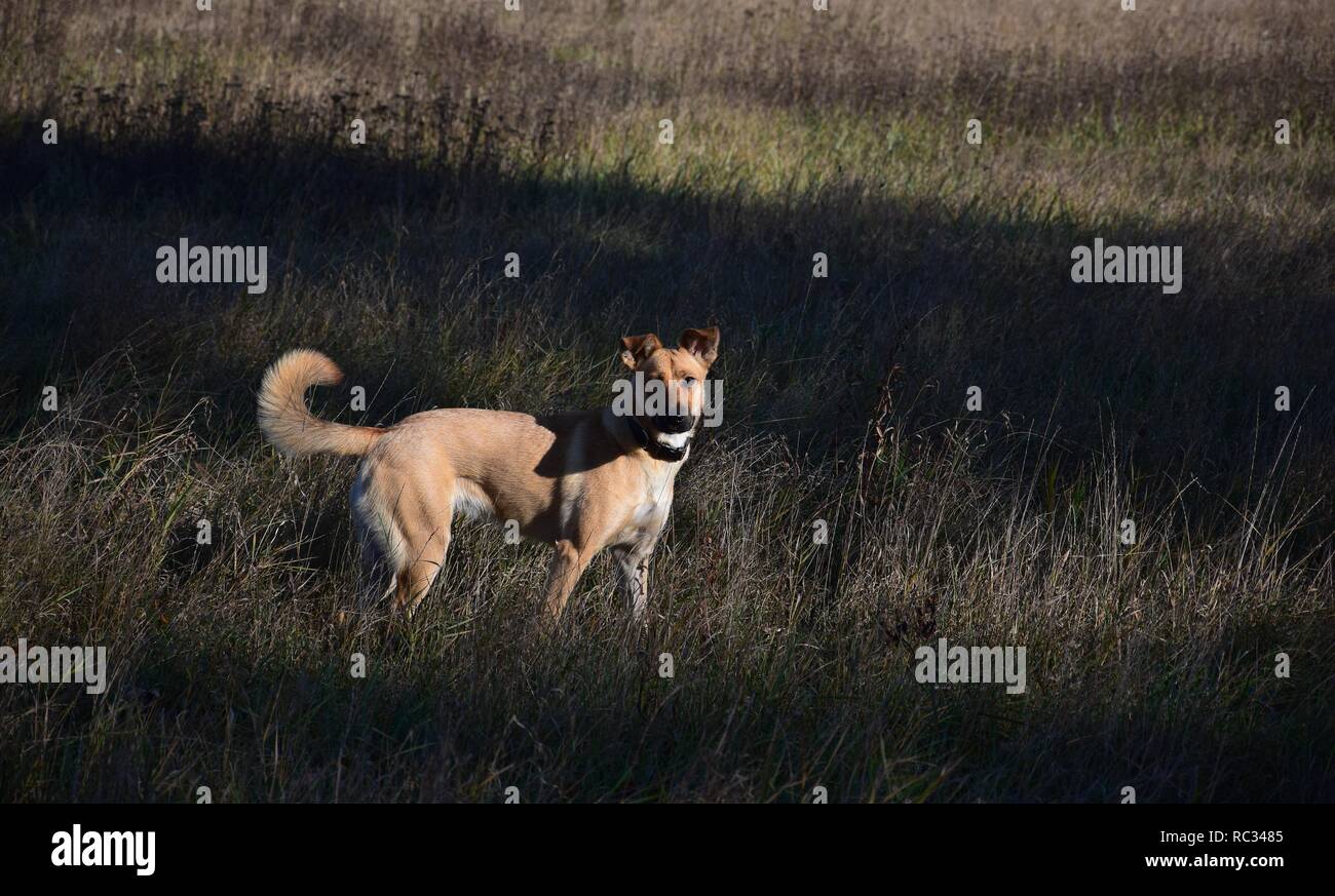 Race mixte chien couleur sable, debout sur l'herbe sèche. La lumière du soleil et l'ombre donnent une atmosphère particulière. Banque D'Images