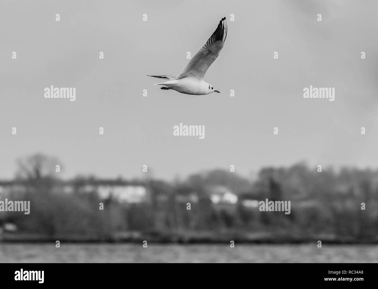 L'exposition longue et Sunrise Lough Neagh en Irlande du Nord Banque D'Images