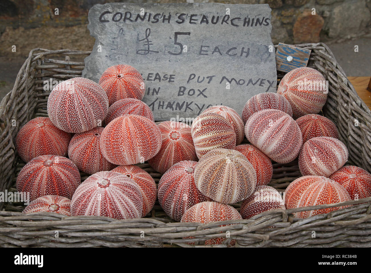 Les coquilles d'oursin dans panier dans port de Charlestown, Cornwall, Angleterre Banque D'Images