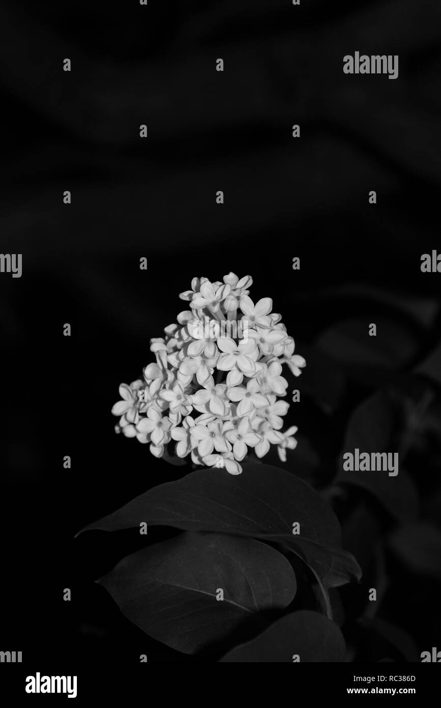 Fleurs lilas nom botanique Syringa a une histoire d'après la mythologie grecque commence avec une belle nymphe nommée Syringa, captivé par sa beauté panoramique d'une dieu des forêts et des champs chassé Syringa à travers la forêt. Effrayés par l'affection Pan, Syringa lui échapper en tournant elle-même dans un buisson aromatique - la fleur que nous appelons à présent le lilas dans le langage des fleurs, lilas mauve symbolisent les premières émotions d'amour, alors que lilas blanc représentent l'innocence juvénile. Fond noir. La photographie de nuit. Flash utilisée. Pas monochrome ou en noir et blanc. Cultivés dans le jardin des photographes. Banque D'Images