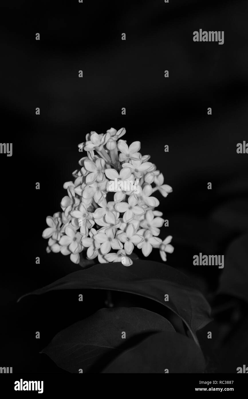 Fleurs lilas nom botanique Syringa a une histoire d'après la mythologie grecque commence avec une belle nymphe nommée Syringa, captivé par sa beauté panoramique d'une dieu des forêts et des champs chassé Syringa à travers la forêt. Effrayés par l'affection Pan, Syringa lui échapper en tournant elle-même dans un buisson aromatique - la fleur que nous appelons à présent le lilas dans le langage des fleurs, lilas mauve symbolisent les premières émotions d'amour, alors que lilas blanc représentent l'innocence juvénile. Fond noir. La photographie de nuit. Flash utilisée. Pas monochrome ou en noir et blanc. Cultivés dans le jardin des photographes. Banque D'Images