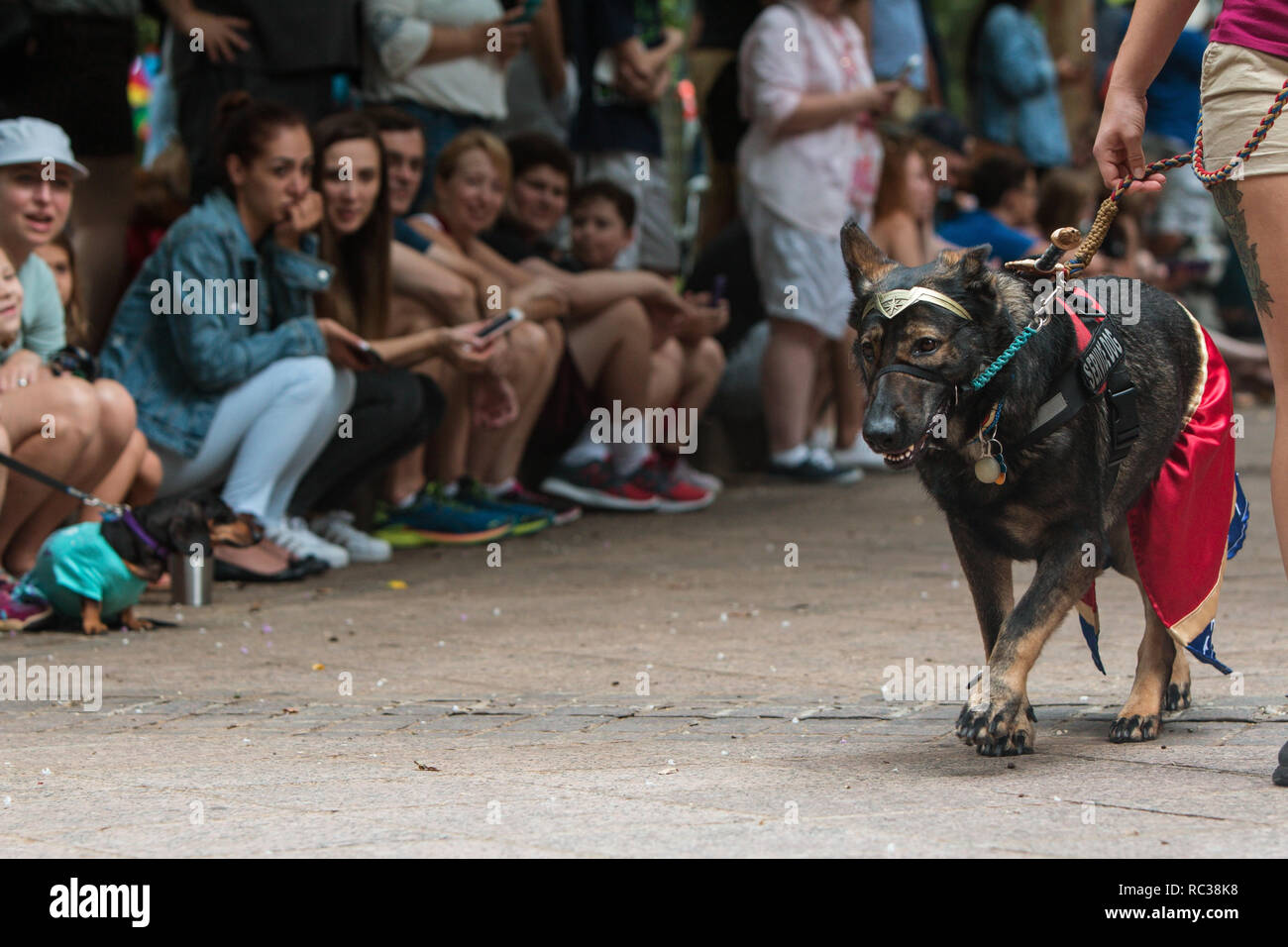 Un chien marche en face de foule de spectateurs portant un costume de Wonder Woman à Doggy Con, un concours de costume de chien le 18 août 2018 à Atlanta, GA. Banque D'Images
