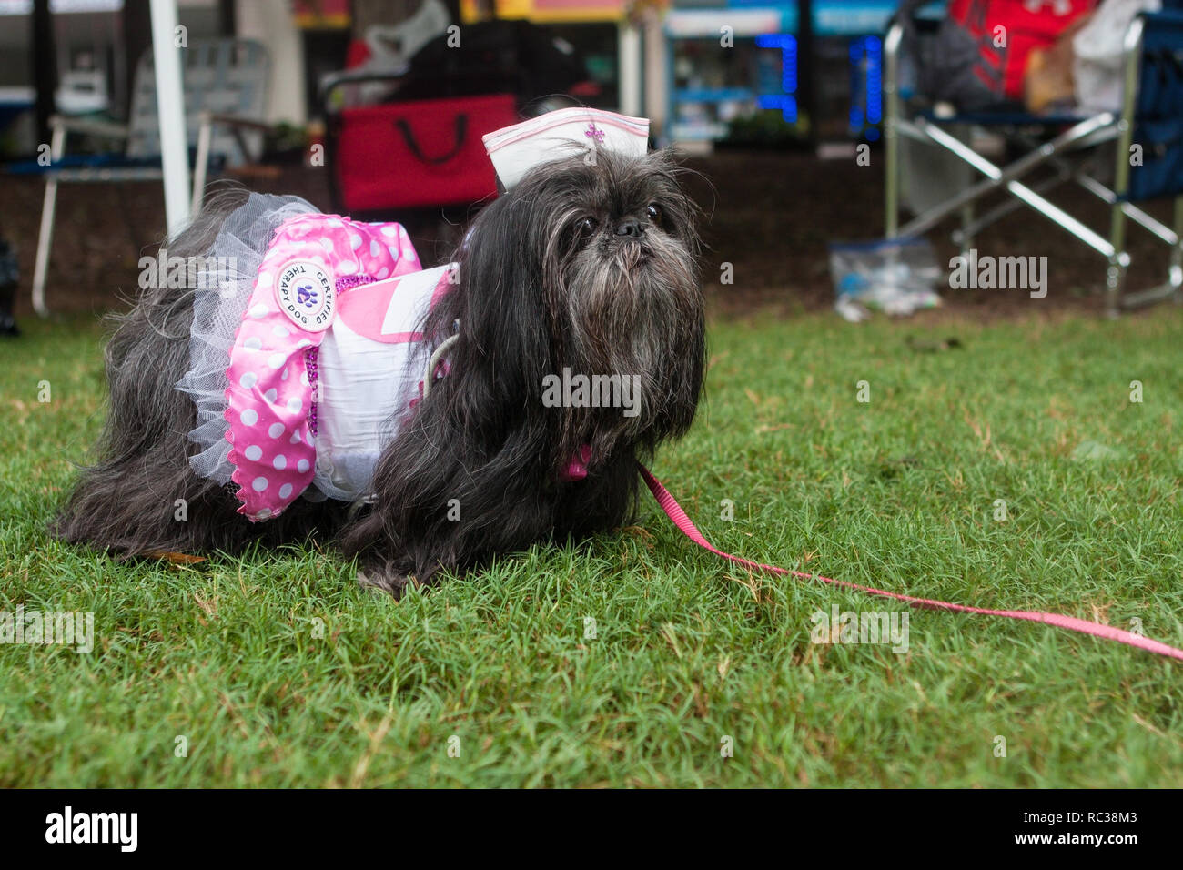 Un shih tzu porte un costume à candy striper Doggy Con, un concours de costume de chien à Woodruff Park le 18 août 2018 à Atlanta, GA. Banque D'Images