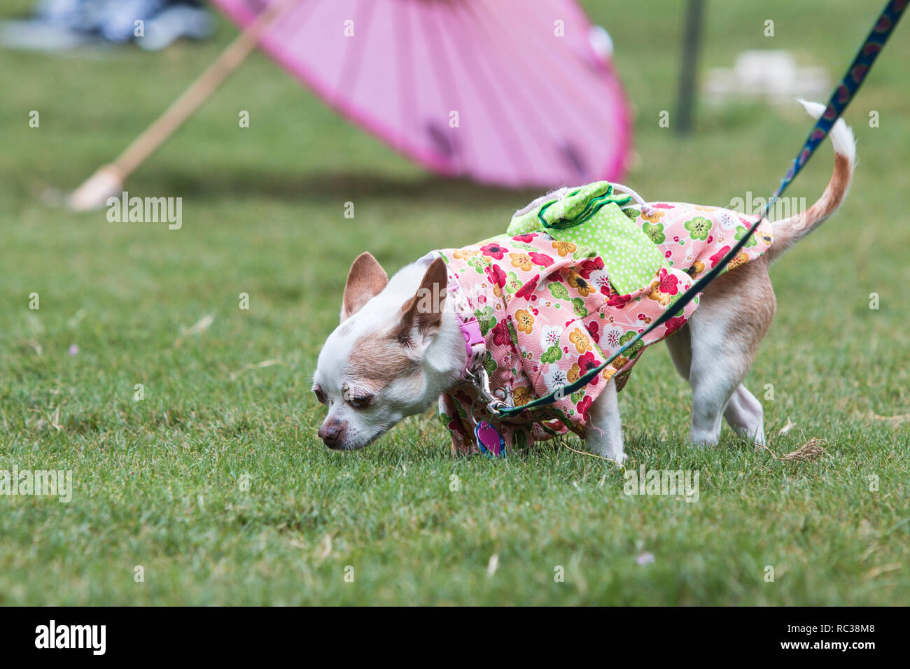 Un petit chien portant un kimono renifle l'herbe à l'issue de Doggy Con, un concours de costume de chien dans Woodruff Park le 18 août 2018 à Atlanta, GA. Banque D'Images