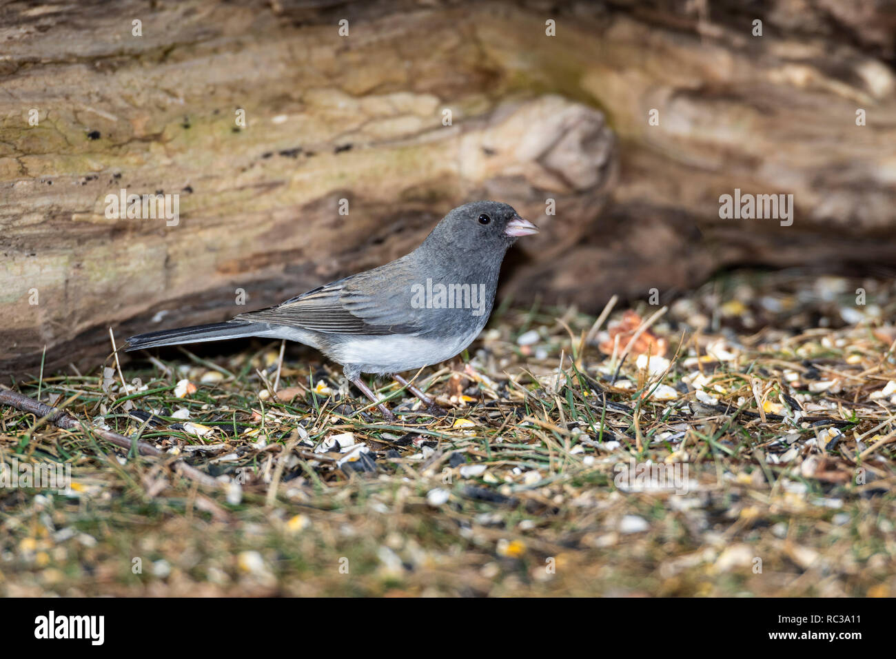 Dark-eyed Junco nourriture dans la masse. Banque D'Images
