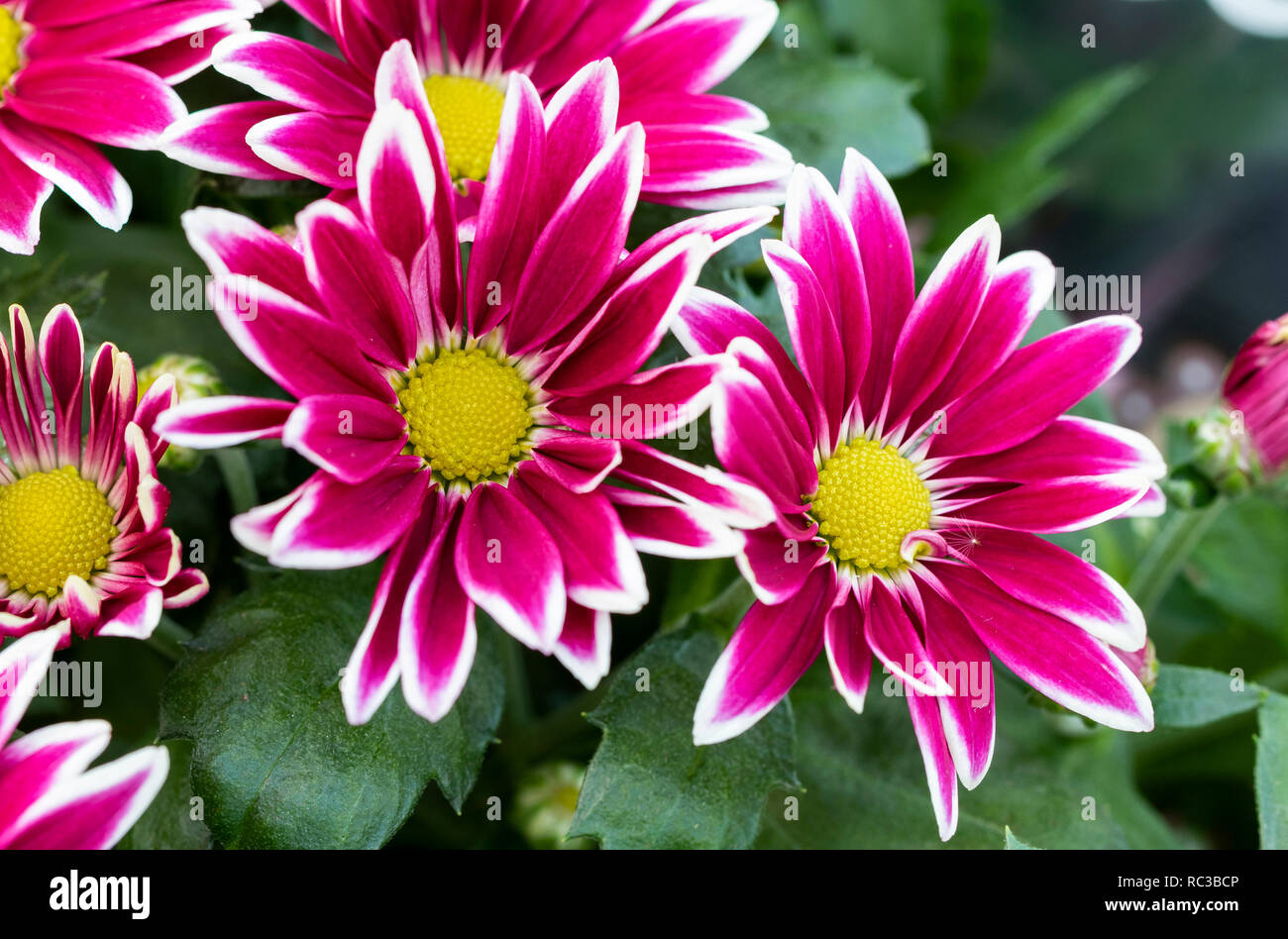 Chrysanthemum indicum Banque de photographies et d’images à haute