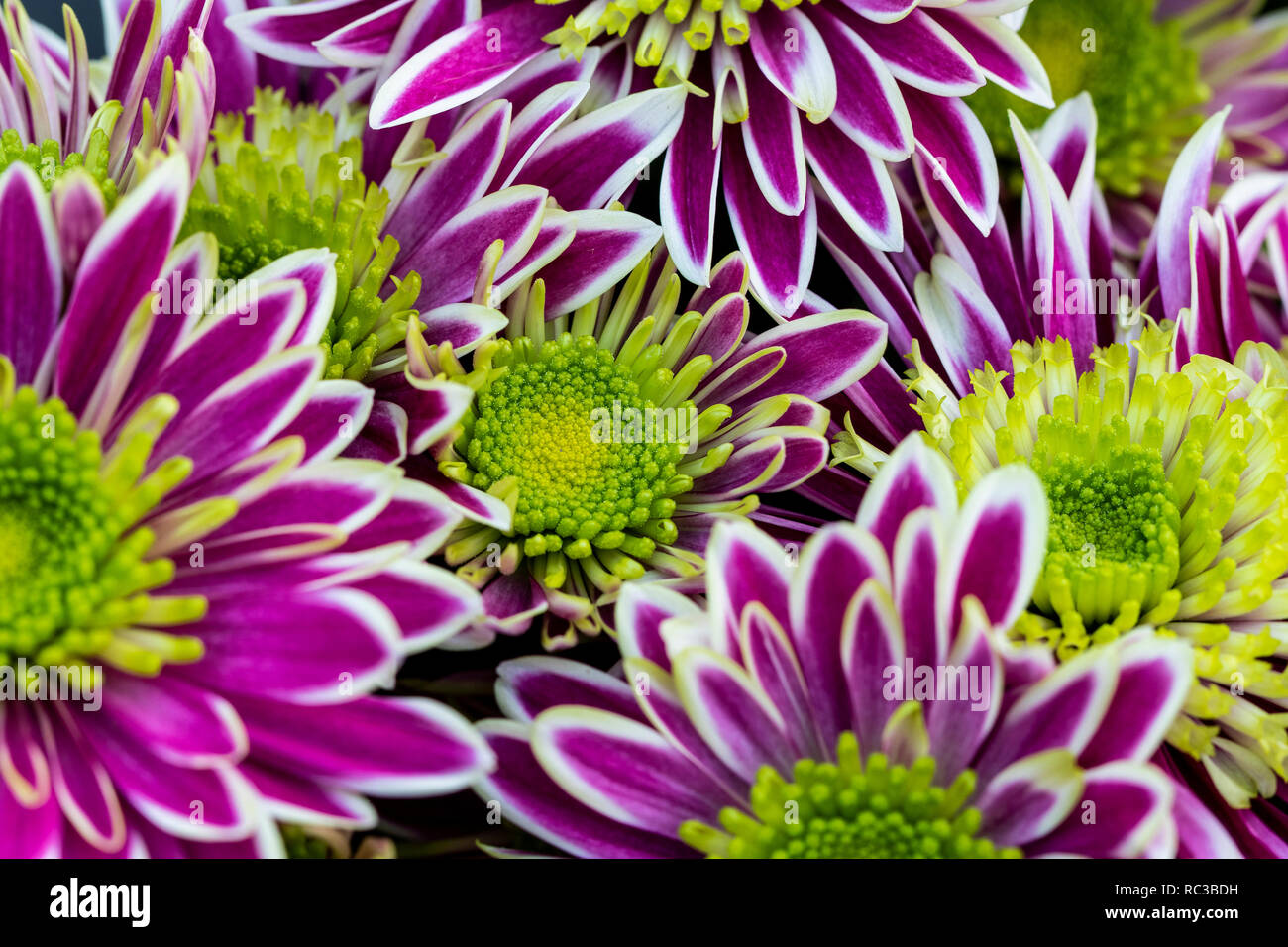 Chrysanthemum indicum Banque de photographies et d’images à haute