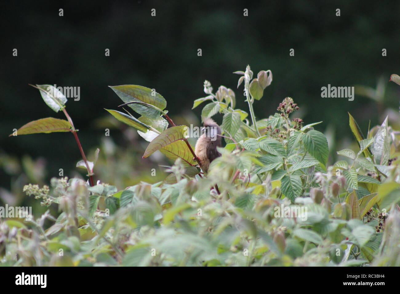 Speckled mousebird (Colius striatus) sur une branche, le parc national de Bwindi, en Ouganda, l'Afrique Banque D'Images