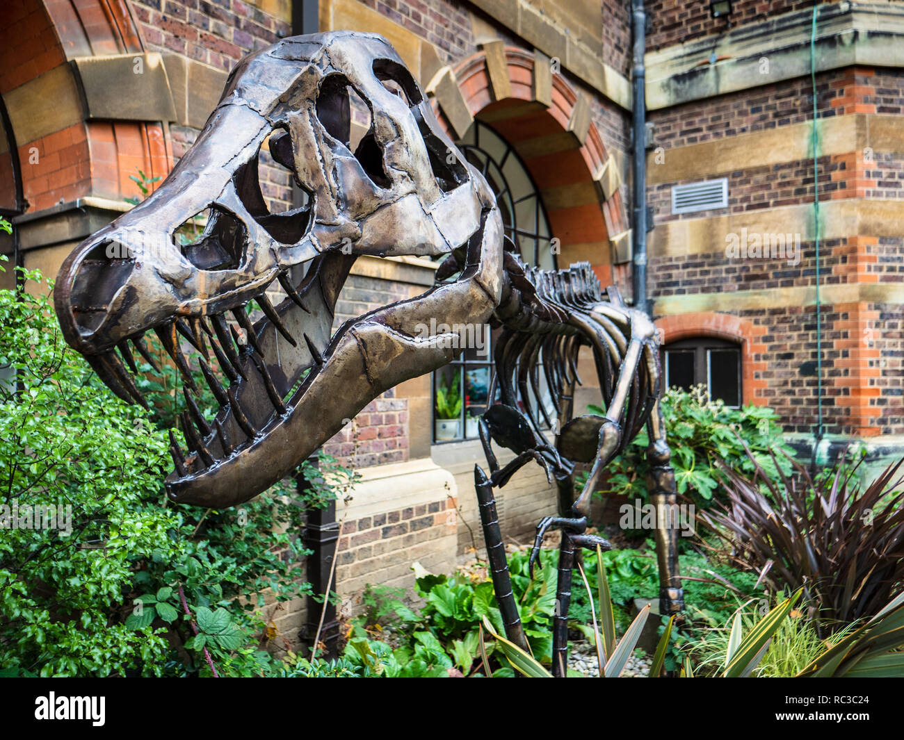 - Sculpture dinosaure tyrannosaure à l'extérieur de la sculpture Sedgwick Museum of Earth Sciences. Artiste Ian Curran Banque D'Images