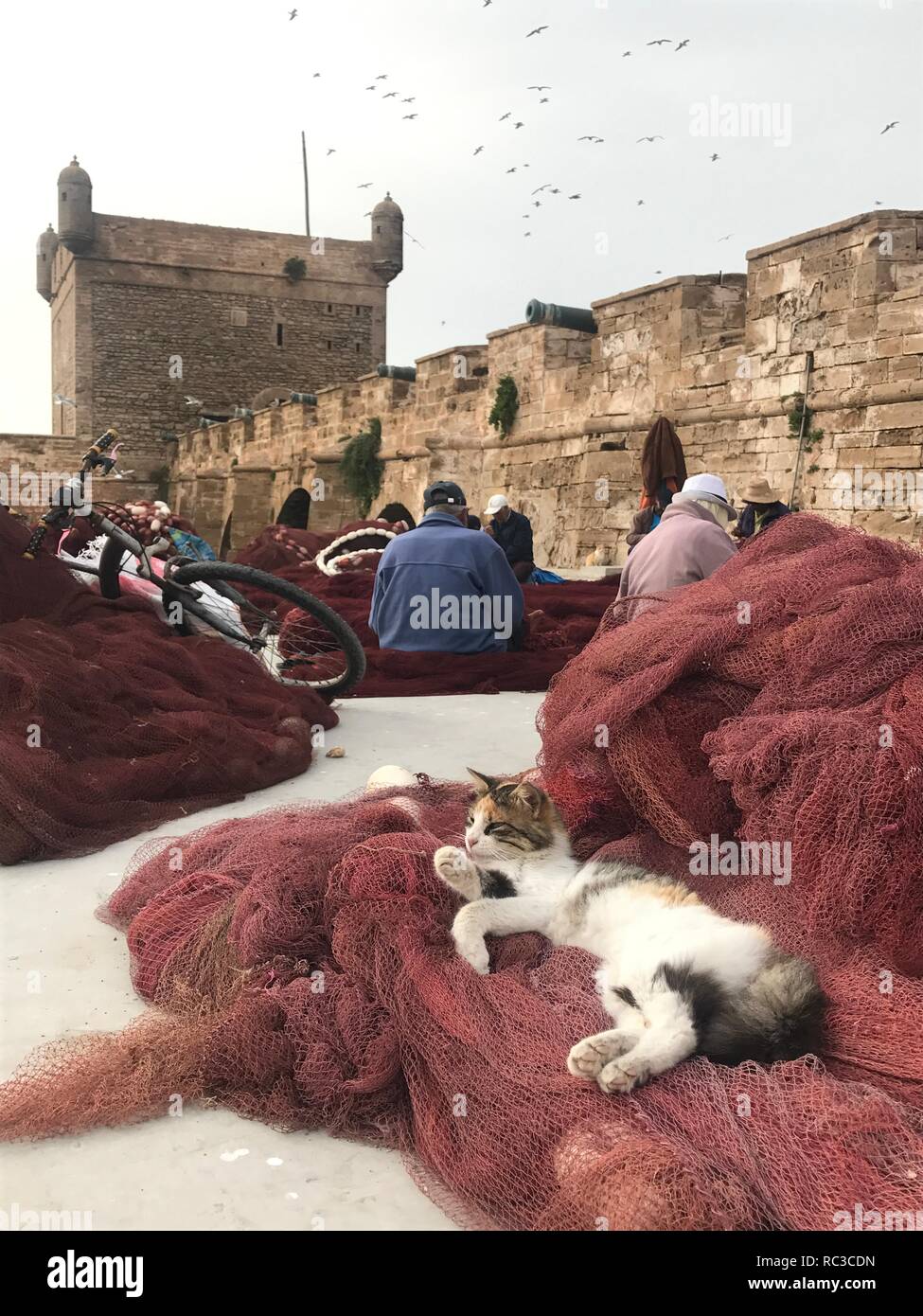 Filet de pêche sur la pose de chat Banque D'Images