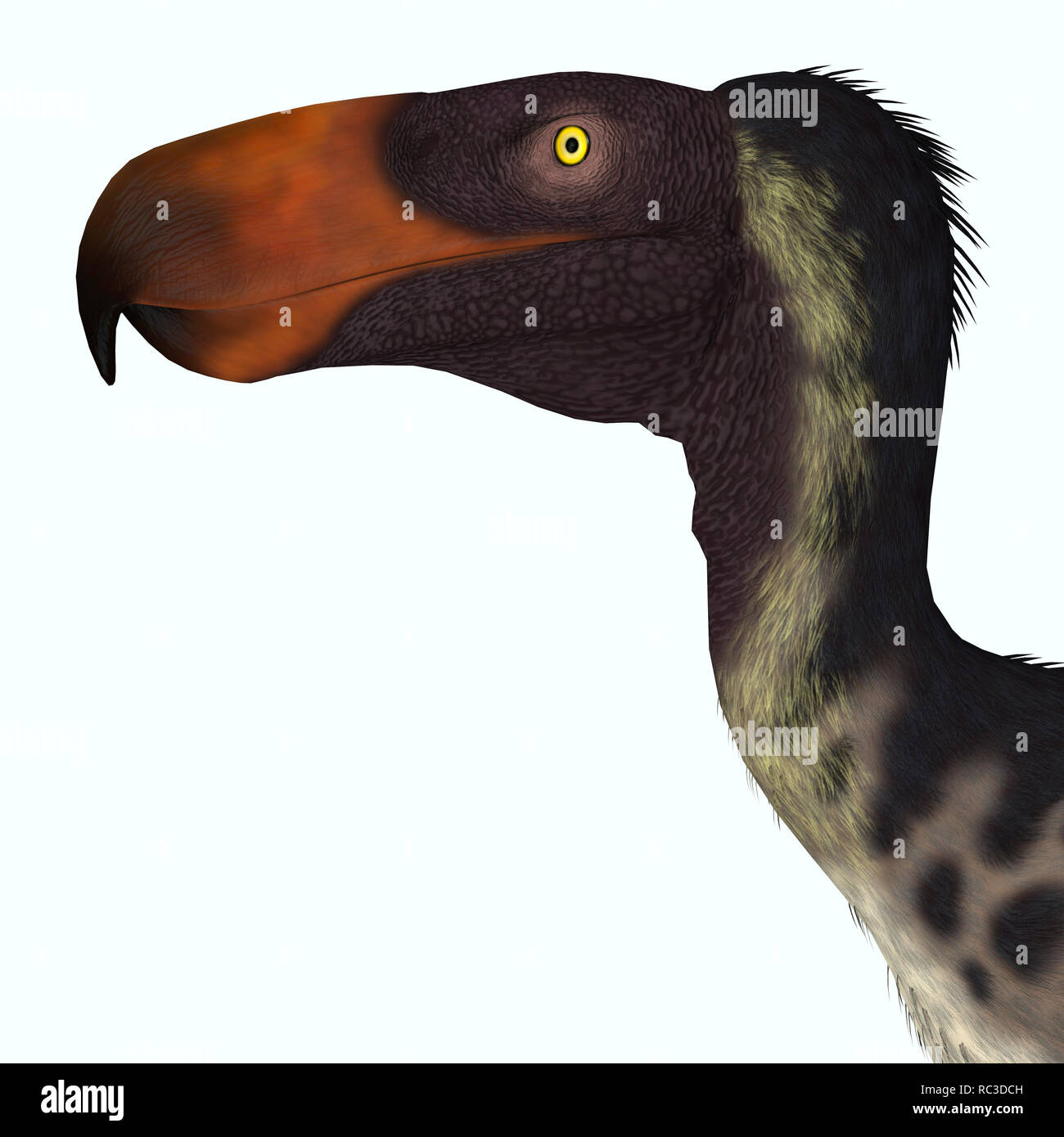 Kelenken Kelenken - oiseaux carnivores était une terreur 'Bird' qui vivait en Argentine au cours de l'époque du Miocène. Banque D'Images