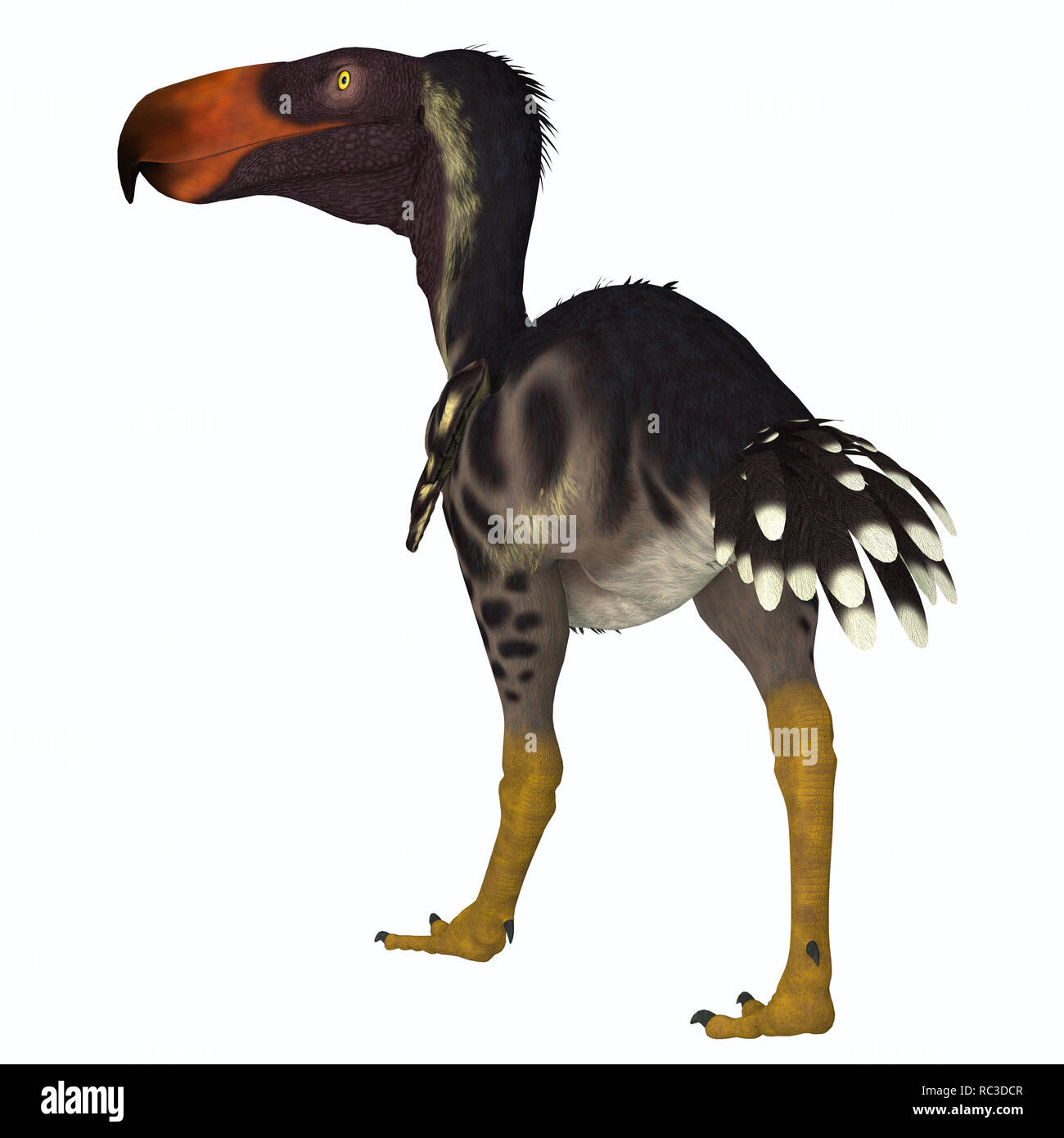 Kelenken Kelenken - oiseaux carnivores était une terreur 'Bird' qui vivait en Argentine au cours de l'époque du Miocène. Banque D'Images