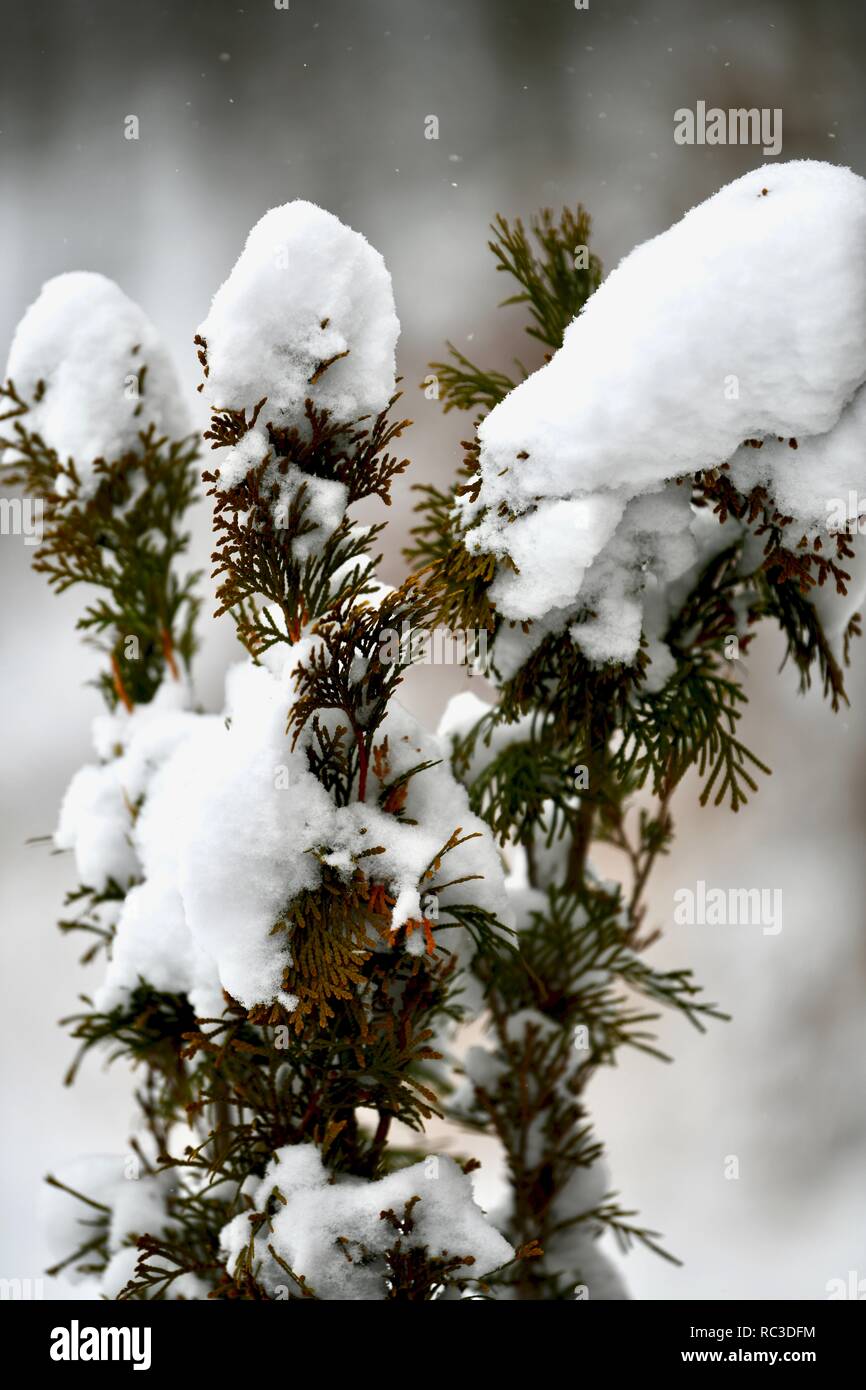 La neige et la glace de tempête de Gia, 13 janvier 2019. Banque D'Images