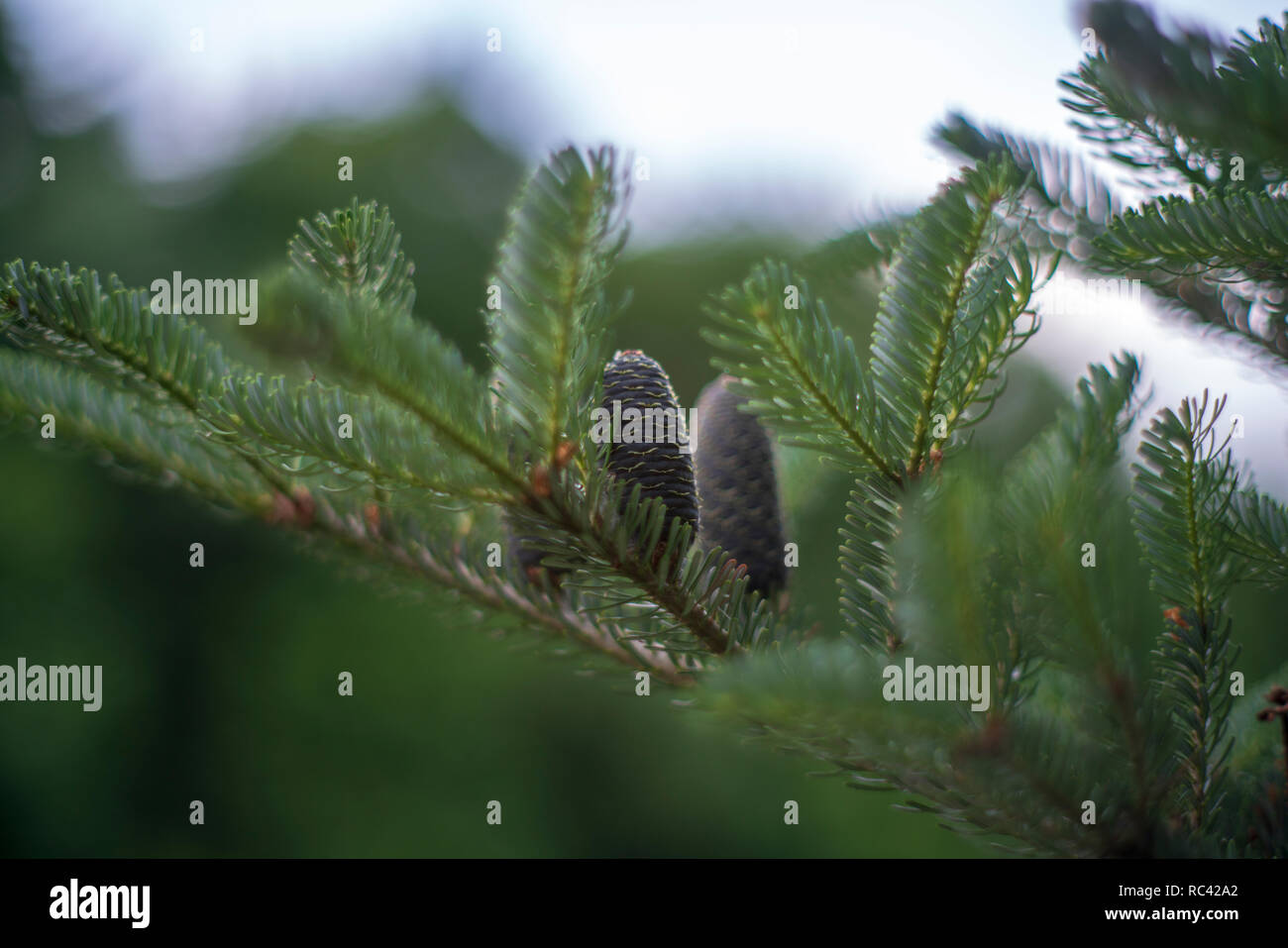 Cônes de Sapin de Corée - Abies koreana Banque D'Images