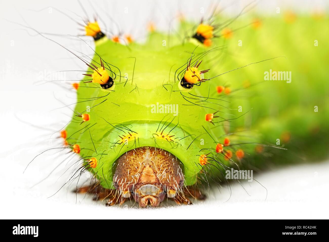Larve Actias selene Banque D'Images