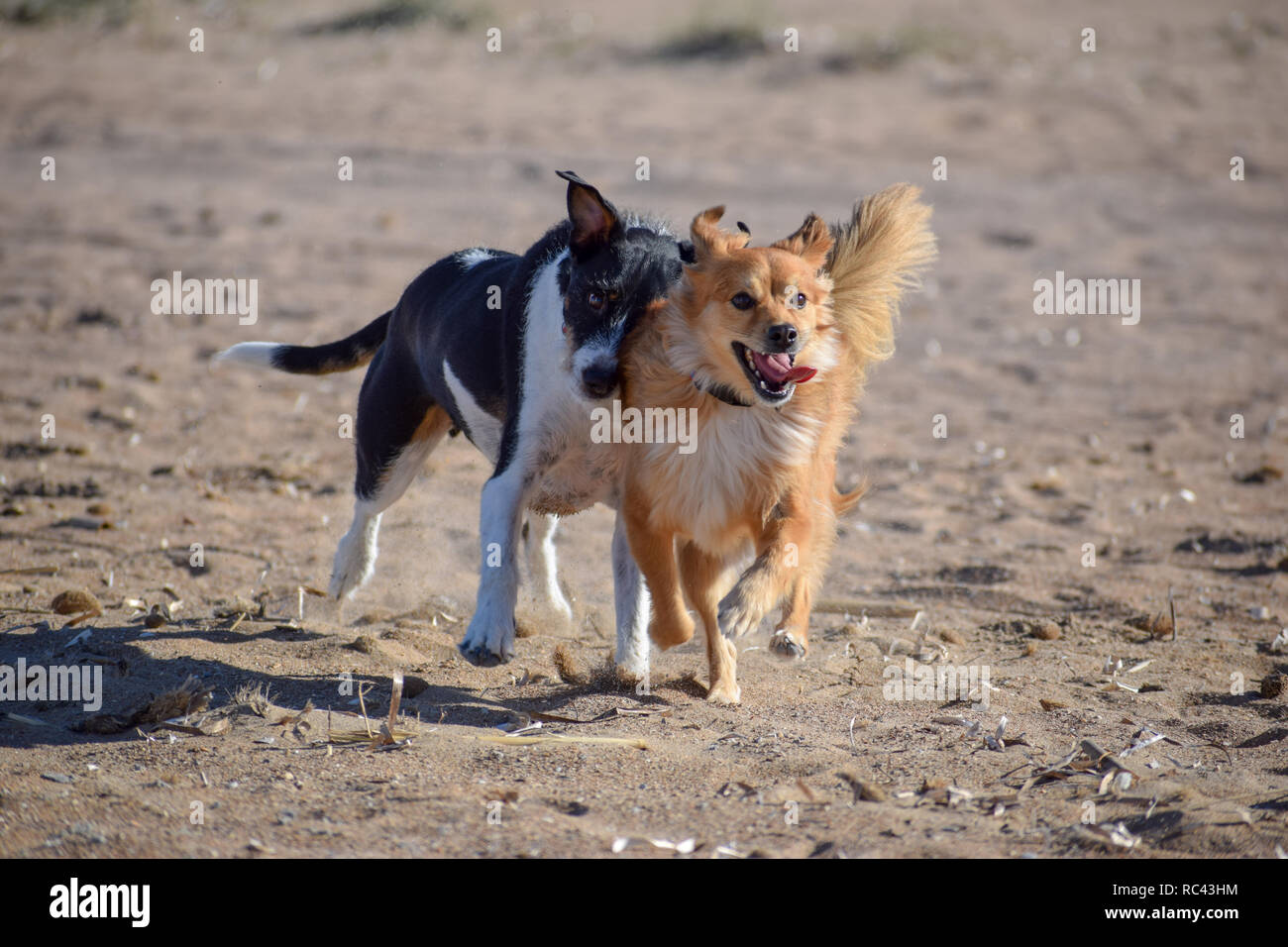 Très beaux chiens chassant l'autre dans la plage Banque D'Images