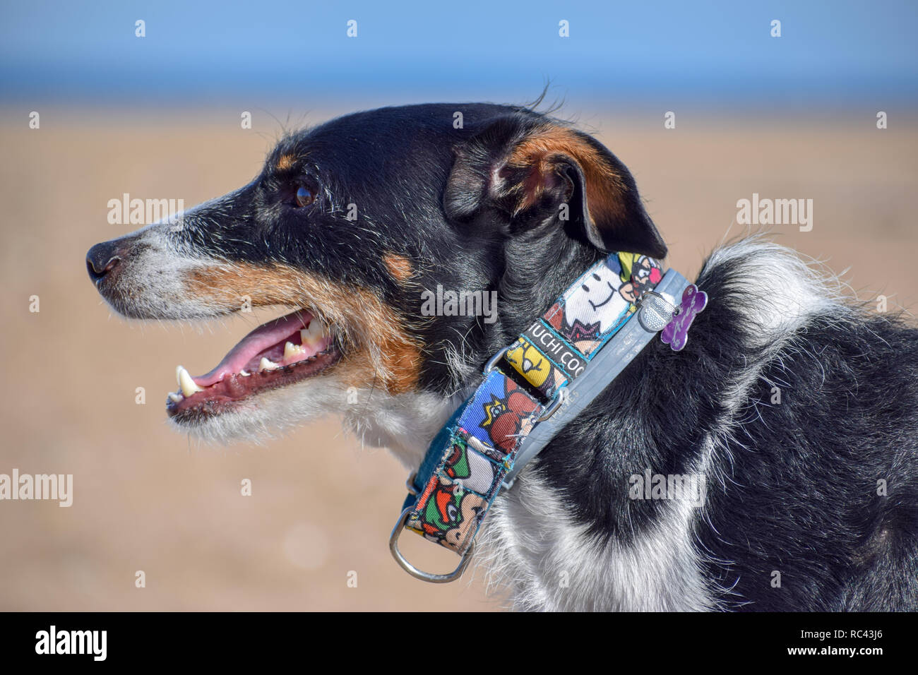 Chien noir et blanc posant dans la plage Banque D'Images