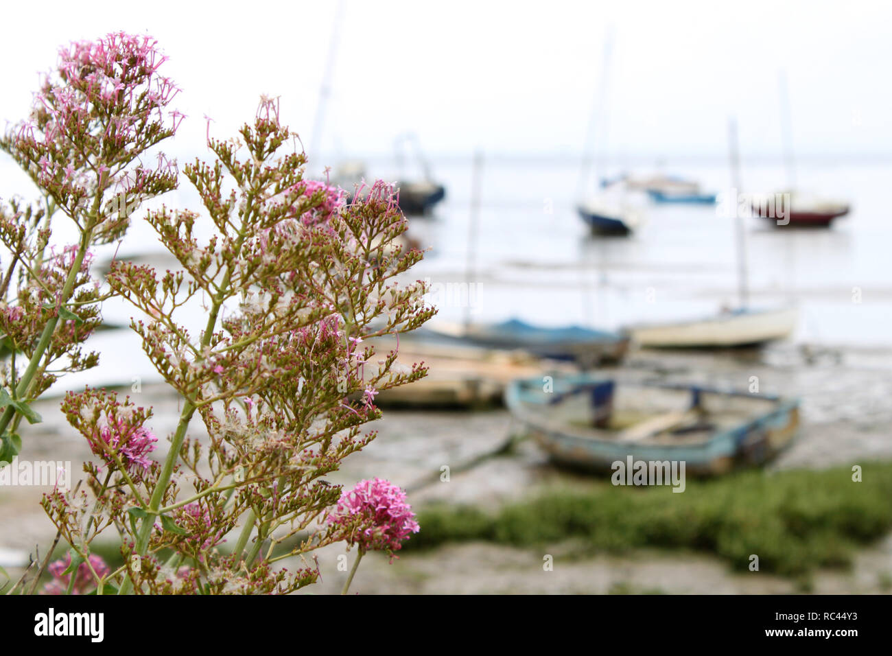 Bateaux à Leigh-on-Sea, Essex, UK Banque D'Images