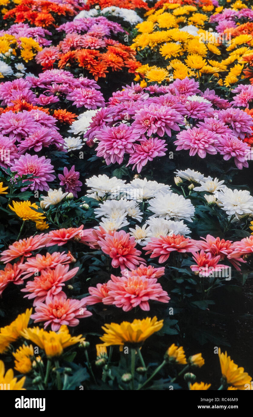 Chrysanthemum morifolium dans diverses couleurs mélangées Banque D'Images