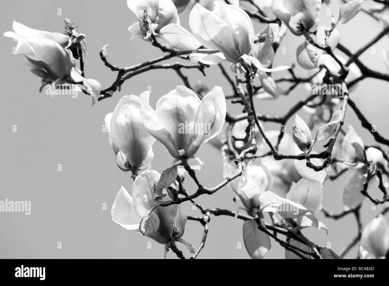 Floraison de fleurs avec pétales violet sur la journée ensoleillée. Magnolia en fleurs sur fond bleu ciel. Concept de la campagne de printemps. Bloom, blossom, la floraison. La nature, la beauté, l'environnement, l'espace de copie Banque D'Images