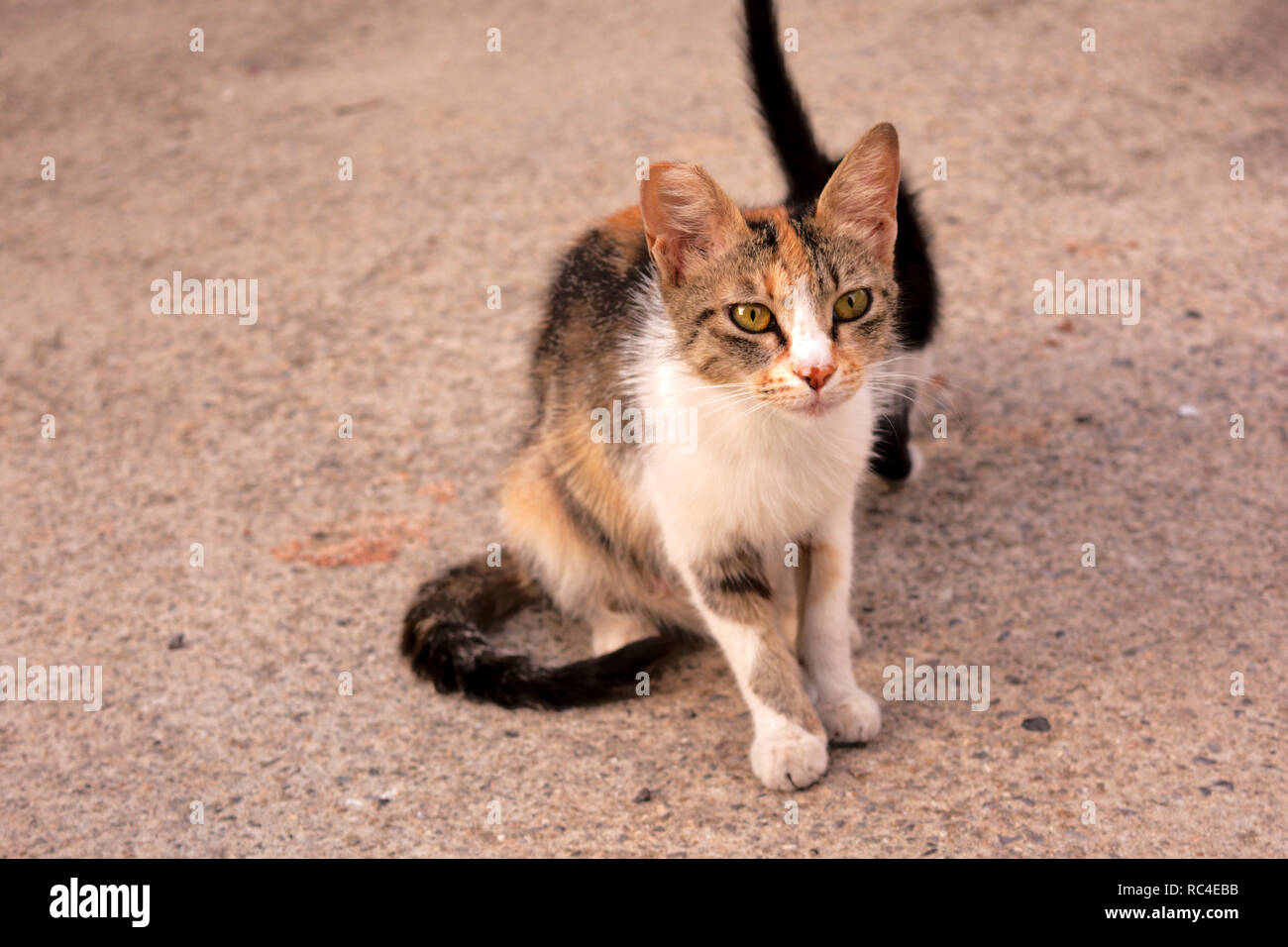 Tabico Calicot Stray Cat Maman Avec Son Chaton Photo Stock Alamy