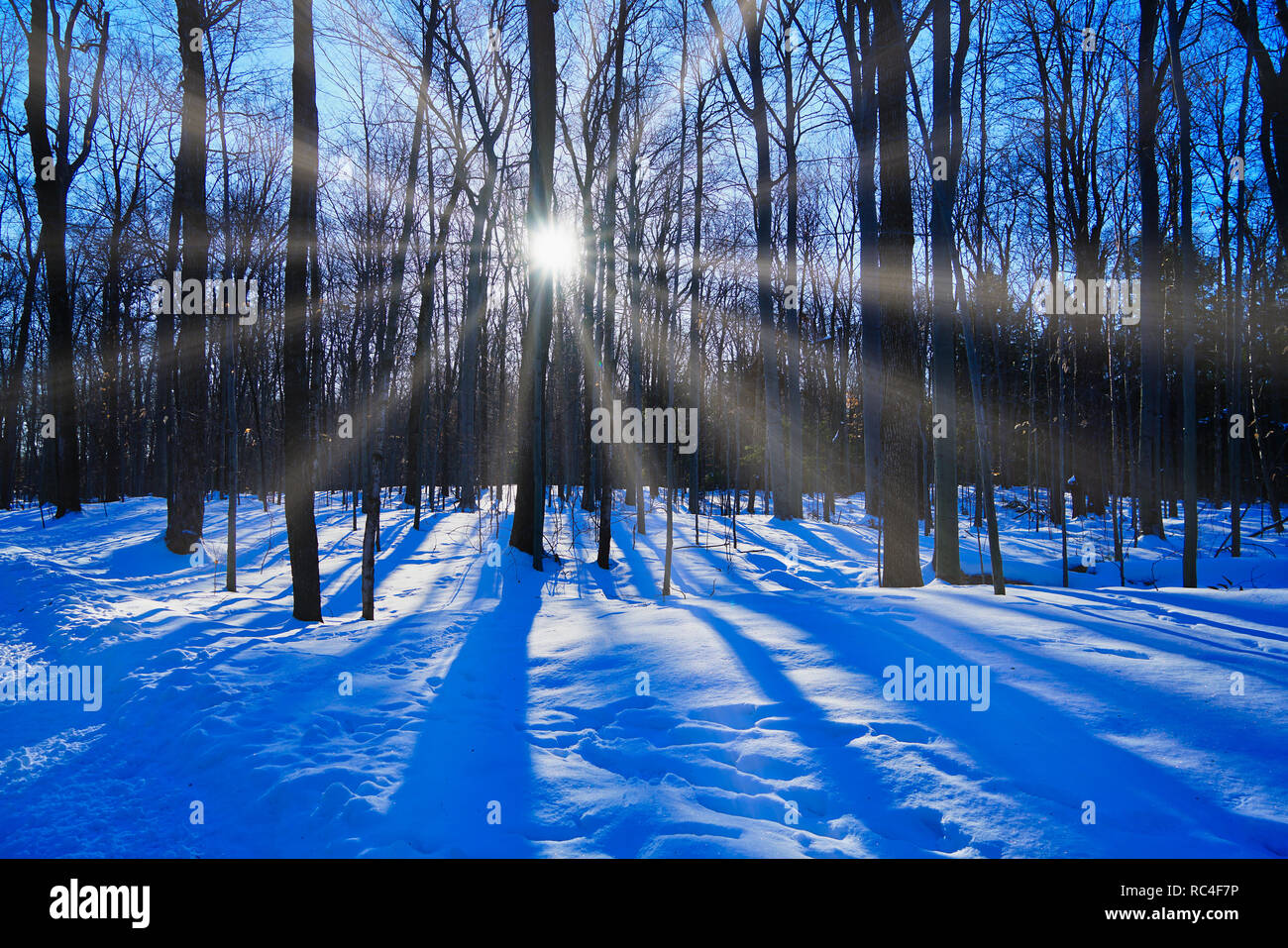 Montréal,Canada,12,Janvier 2019.La lumière du soleil à travers des arbres en hiver.Credit:Mario Beauregard/Alamy Live News Banque D'Images