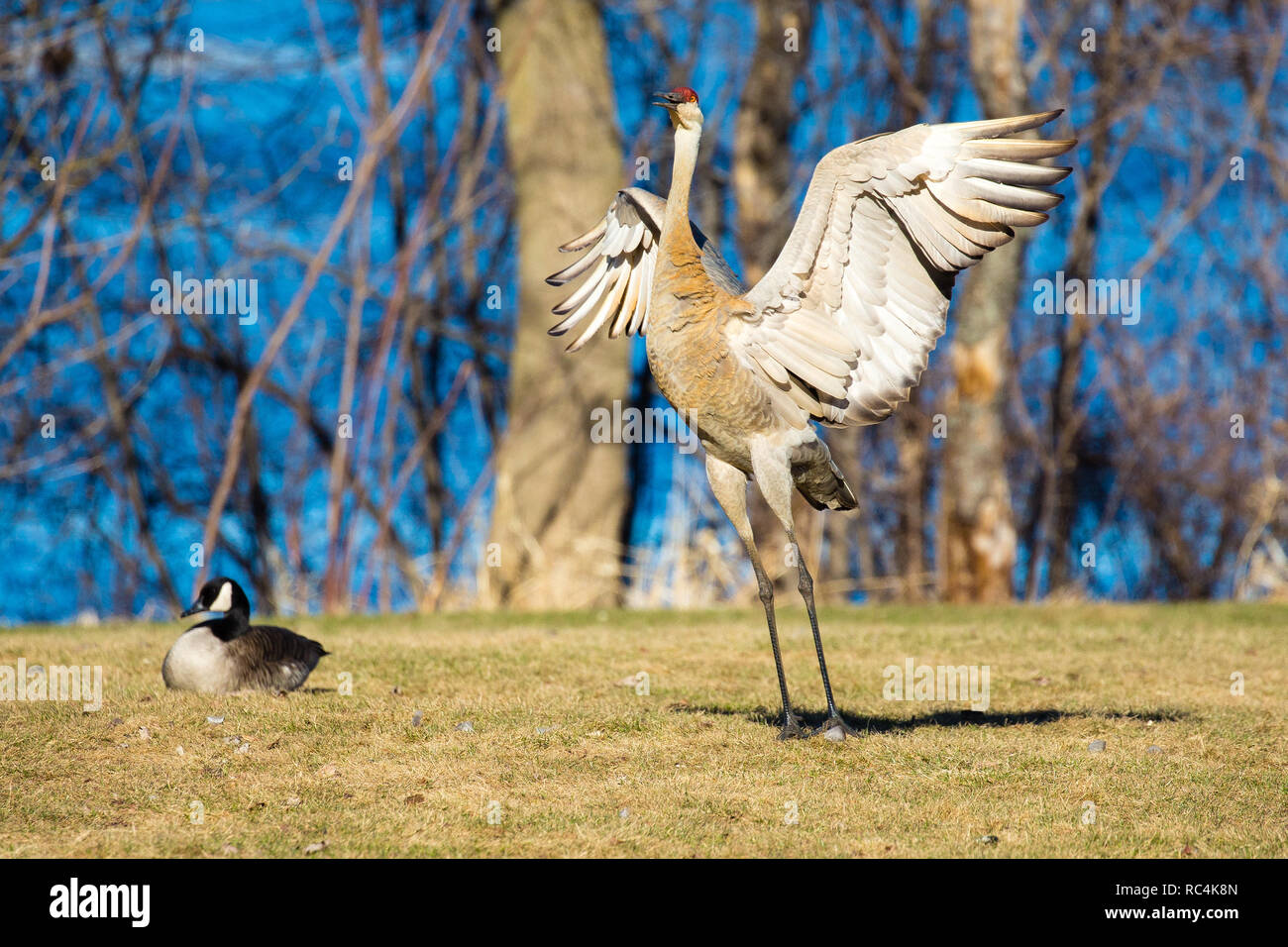 Grue du Canada (Grus canadensis) avec des ailes propagation faisant une danse d'accouplement à Wausau, WI. Banque D'Images