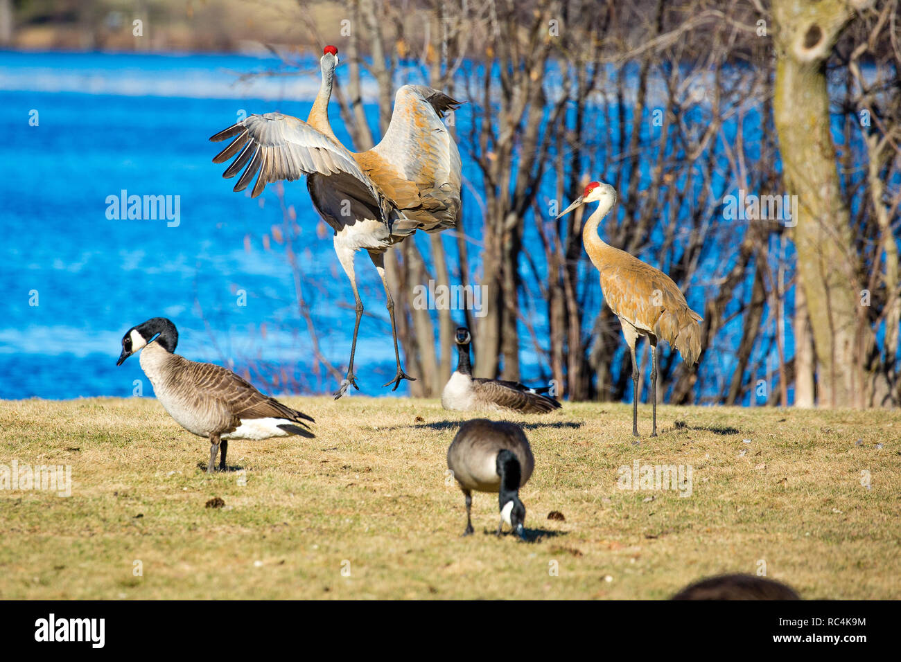 Deux grues du Canada (Grus canadensis) dans une danse d'accouplement Banque D'Images